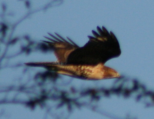red-tail flying